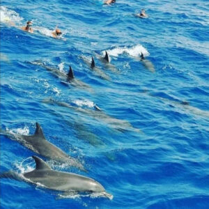 Dolphin House Snorkeling Trip