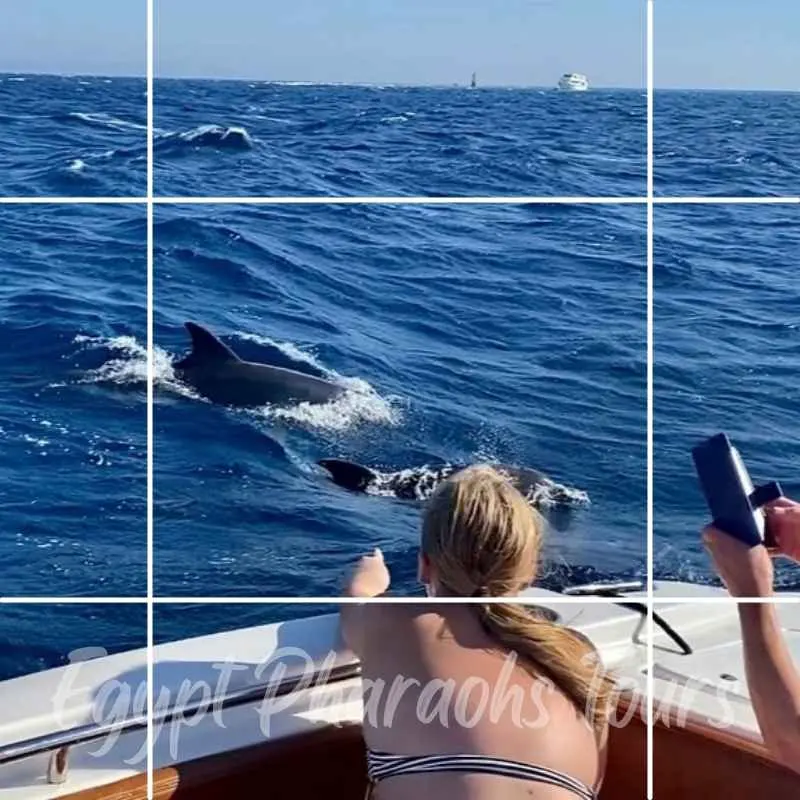 Hurghada: Dolphin House Snorkeling Trip - Image 3