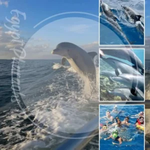 Wild dolphins swimming alongside a tour boat during a Dolphin House snorkeling trip in Hurghada Red Sea