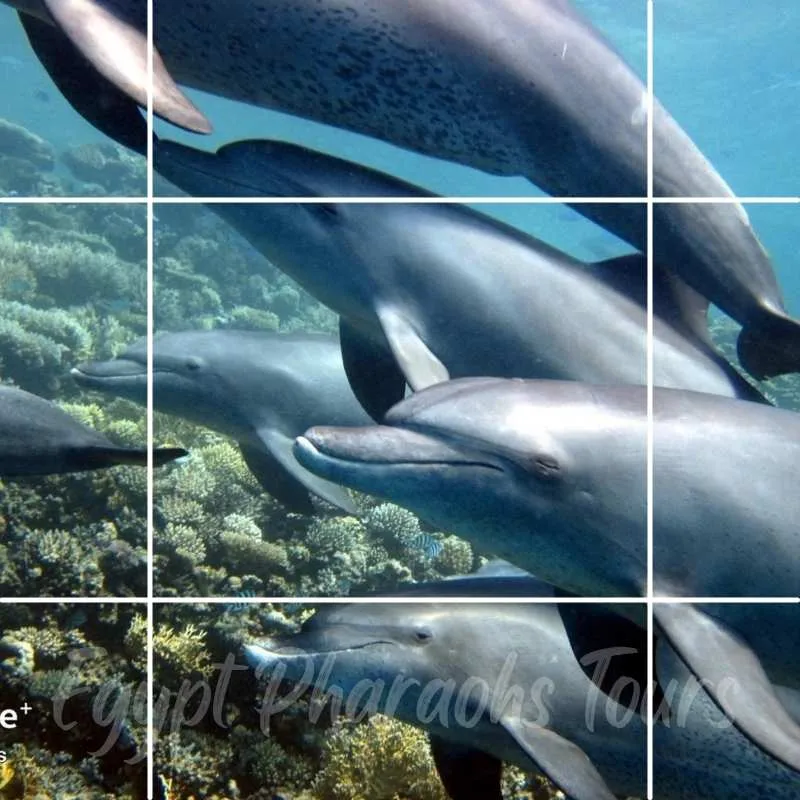 Guided snorkeling session showing vibrant coral reefs and tropical fish in Hurghada Egypt