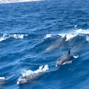 Hurghada Private Speedboat Dolphin Exploration Trip (Tour 2)